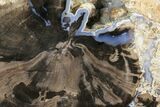 Wide Petrified Wood (Schinoxylon) Limb - Blue Forest, Wyoming #141433-2